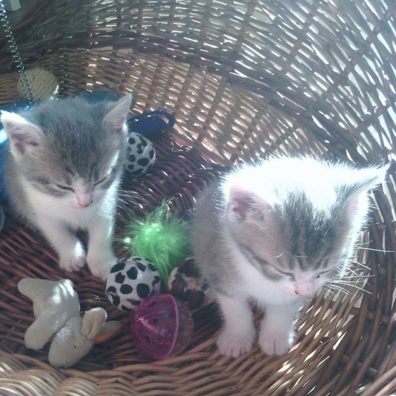 Image pour l'annonce vends petits chaton de 2 mois