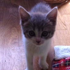 Image pour l'annonce vends petits chaton de 2 mois