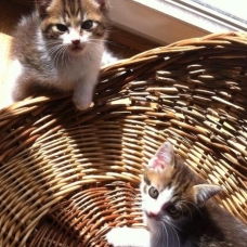 Image pour l'annonce vends petits chaton de 2 mois