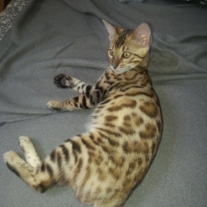 Image pour l'annonce Chatons bengal brown rosetted LOOF