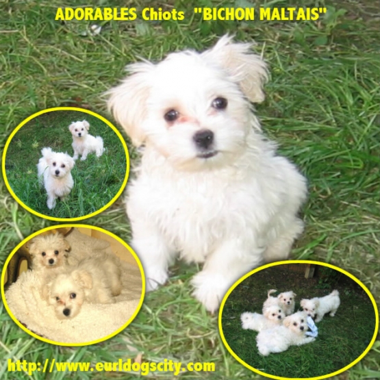 Image pour l'annonce DIVERS CHIOTS DISPONIBLES DE PETITES ET MOYENNES TAILLES