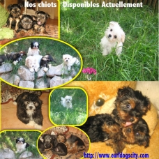 Image pour l'annonce DIVERS CHIOTS DISPONIBLES DE PETITES ET MOYENNES TAILLES