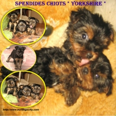 Image pour l'annonce DIVERS CHIOTS DISPONIBLES DE PETITES ET MOYENNES TAILLES