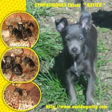Image pour l'annonce DIVERS CHIOTS DISPONIBLES DE PETITES ET MOYENNES TAILLES