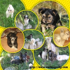 Image pour l'annonce DIVERS CHIOTS DISPONIBLES DE PETITES ET MOYENNES TAILLES