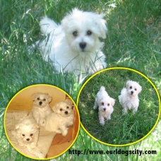 Image pour l'annonce DIVERS CHIOTS DISPONIBLES DE PETITES ET MOYENNES TAILLES