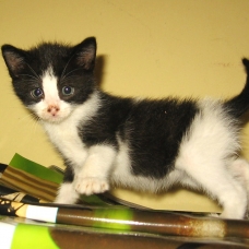Image pour l'annonce DONNE CHATON  NOIR et BLANC