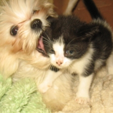 Image pour l'annonce DONNE CHATON  NOIR et BLANC