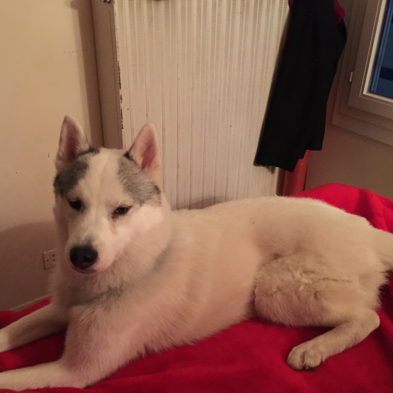 Image pour l'annonce Vend Husky siberien Male et Femelle LOF