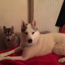 Image pour l'annonce Vend Husky siberien Male et Femelle LOF