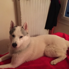 Image pour l'annonce Vend Husky siberien Male et Femelle LOF