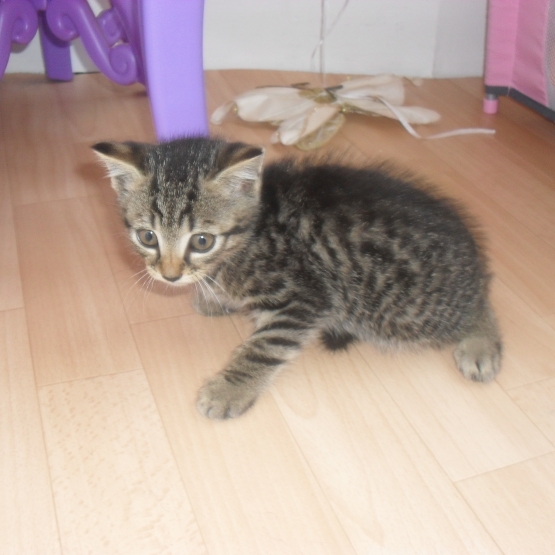 Image pour l'annonce a réserve chatons