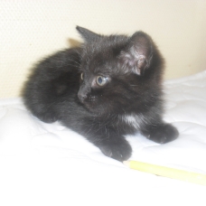Image pour l'annonce a réserve chatons