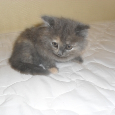 Image pour l'annonce a réserve chatons