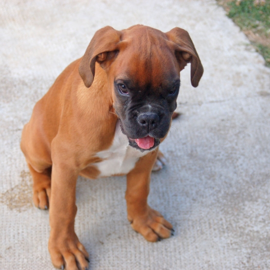 Image pour l'annonce vend chiot boxer