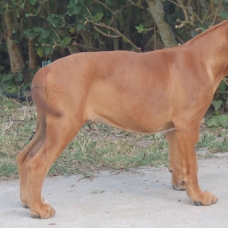 Image pour l'annonce vend chiot boxer