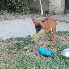 Image pour l'annonce vend chiot boxer