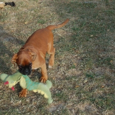 Image pour l'annonce vend chiot boxer
