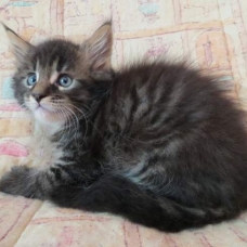 Image pour l'annonce Chatons Maine Coon mâle et femelles