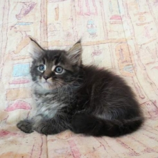 Image pour l'annonce Chatons Maine Coon mâle et femelles