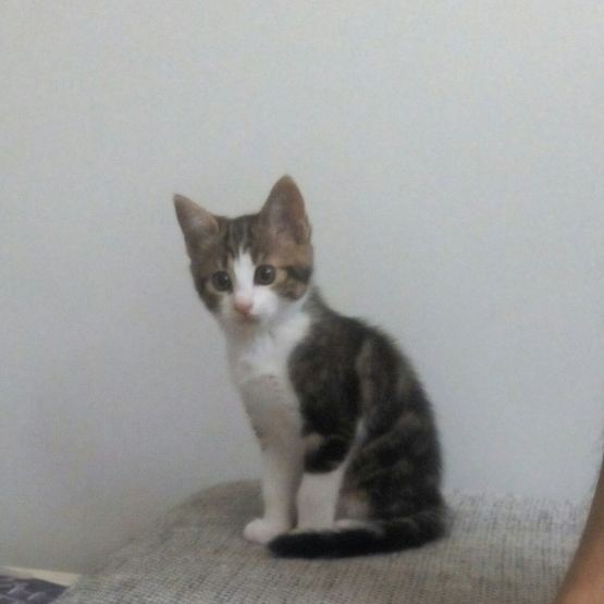 Image pour l'annonce donne chaton femelle de deux mois et demi