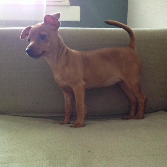 Image pour l'annonce Vends pinscher nain femelle