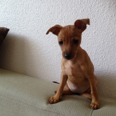 Image pour l'annonce Vends pinscher nain femelle