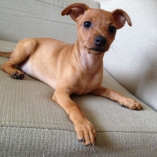 Image pour l'annonce Vends pinscher nain femelle