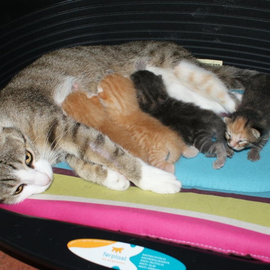 Image pour l'annonce DONNE ADORABLES CHATONS