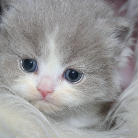 Image pour l'annonce CHATONS BRITISH LONGHAIR