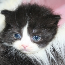 Image pour l'annonce CHATONS BRITISH LONGHAIR