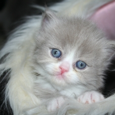 Image pour l'annonce CHATONS BRITISH LONGHAIR