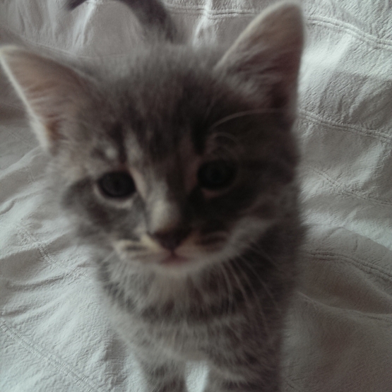 Image pour l'annonce adorables chatons