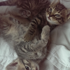 Image pour l'annonce adorables chatons