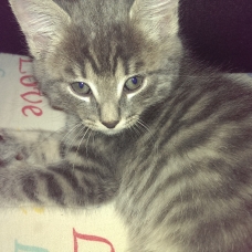Image pour l'annonce adorables chatons