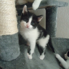 Image pour l'annonce Donne 3 chatons blanc et noir