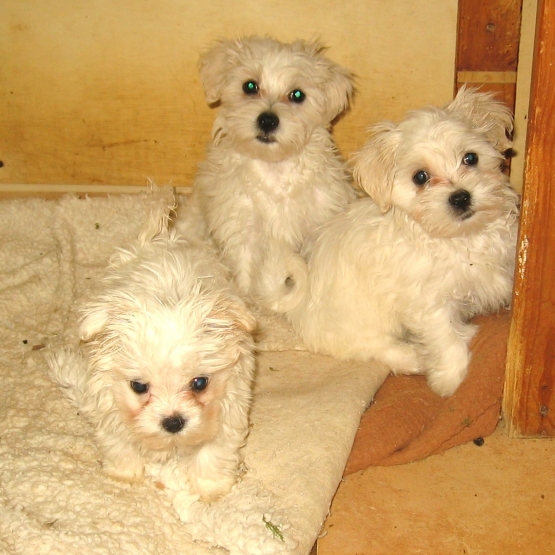 Image pour l'annonce BICHON MALTAIS