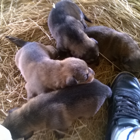 Image pour l'annonce chiot croisé beauceron / berger