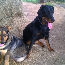 Image pour l'annonce chiot croisé beauceron / berger