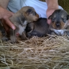 Image pour l'annonce chiot croisé beauceron / berger