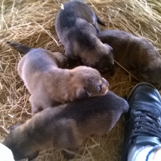 Image pour l'annonce chiot croisé beauceron / berger