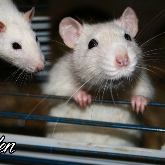 Image pour l'annonce Rats