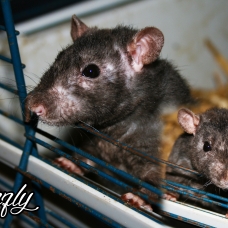 Image pour l'annonce Rats