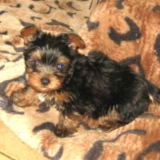 Image pour l'annonce MAGNIFIQUES Chiots YORKSHIRE