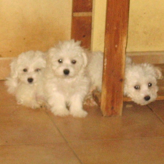 Image pour l'annonce ADORABLES Chiots BICHON FRISE
