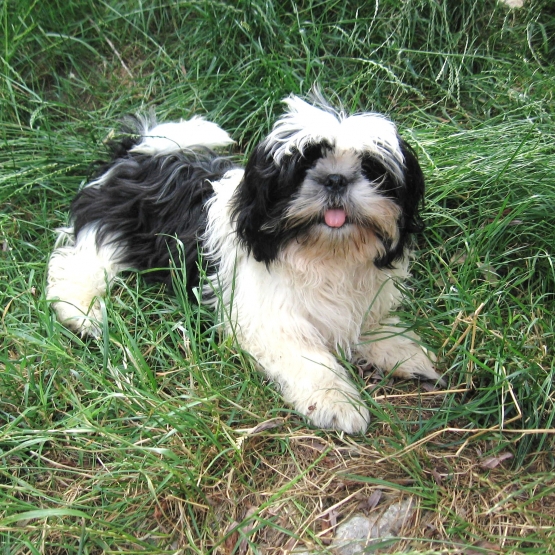 Image pour l'annonce ADORABLE Chiot SHIH TZU