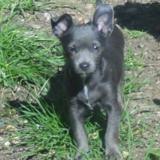 Image pour l'annonce SYMPATHIQUE Chiots RATIER