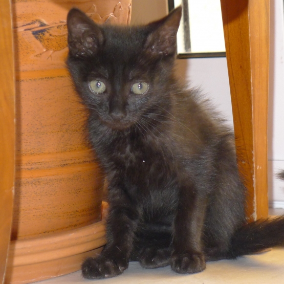 Image pour l'annonce Donne magnifiques chatons femelles