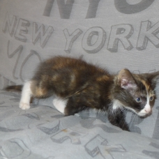 Image pour l'annonce Donne magnifiques chatons femelles