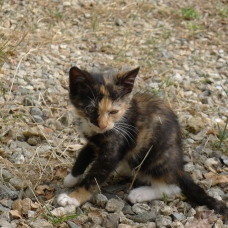 Image pour l'annonce Donne magnifiques chatons femelles